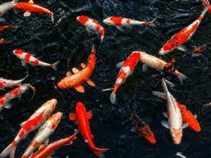 Asian Music For Stress Relief – Koi Pond Serenade