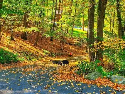 Furever Friends: Love & Remembrance - 10/14/24 - Live