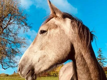 Asking Forgiveness Meditation