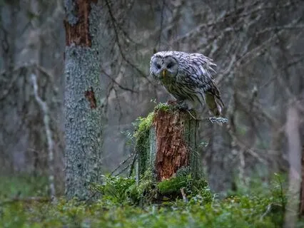 ASMR At Night: Owls In The Rain
