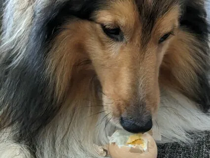 ASMR - Dog Eating Boiled Egg - 30 Minutes