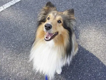 ASMR - Dogs Nail Tapping On Laminate - 30 Minutes