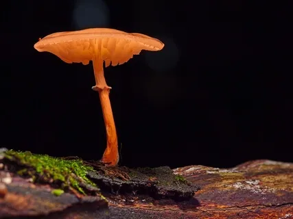 ASMR Earth Element Sound Healing Meditation