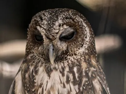 ASMR For Relaxation: Owls And The Rain