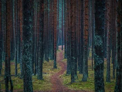 ASMR For Sleep: Serene Rainforest Bliss (20 Minutes)