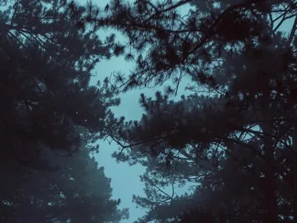 Asmr For Sleep: Tranquil Rainforest At Night (Ten Minutes)