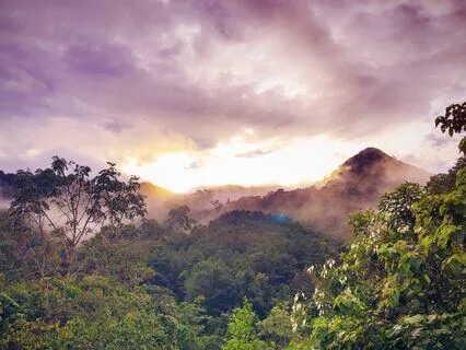 ASMR In Nature: Rainy Morning Forest
