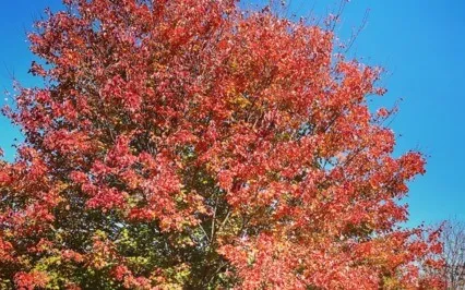 ASMR Mindfulness to Settle Your Mind and Focus