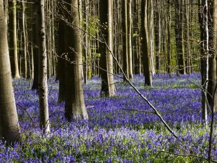 ASMR Money & Abundance Affirmations (8 Hours For Sleep)