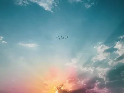 ASMR Textures: Birds In The Morning