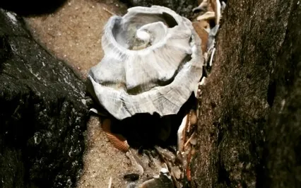 ASMR Whisper - The Solution (ACA)