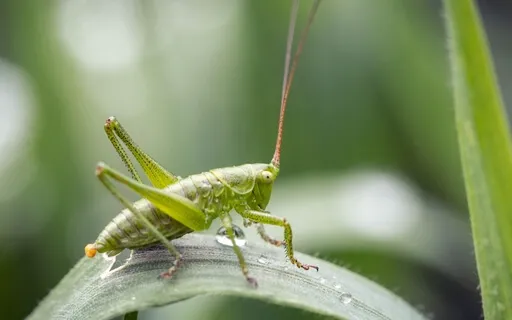 ASMR Whispering Light Language With Evening Crickets