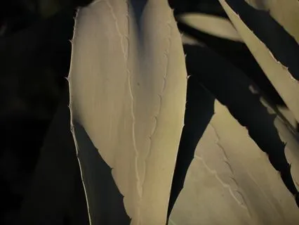 ASMR Yoga Nidra For Sleep