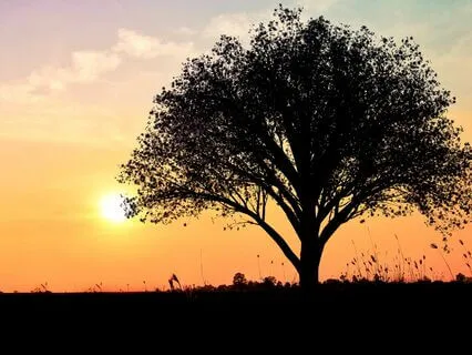 Assisting Vulnerable Individuals