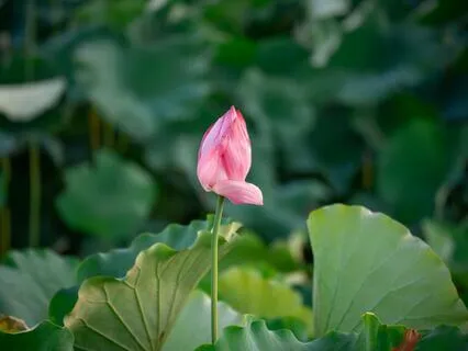 Astral Shift Activation