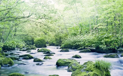 Astral Stream With Owl & Crickets