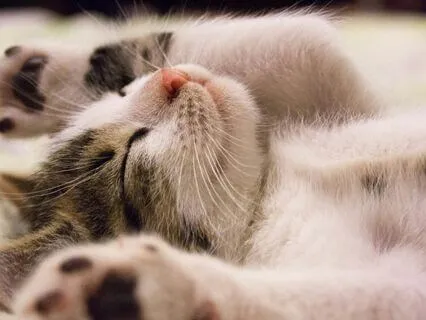 Astral Travel And Lucid Dreaming 432 Hz - Sleep Inducer