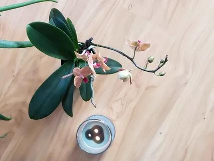 At Home Grounding Meditation