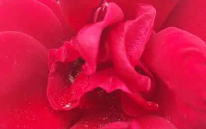 At Home In The Transition