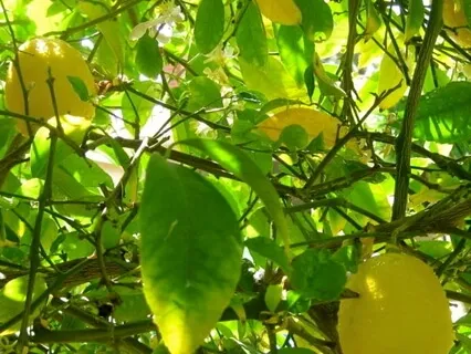 At The Center: Dementia And The Present Moment