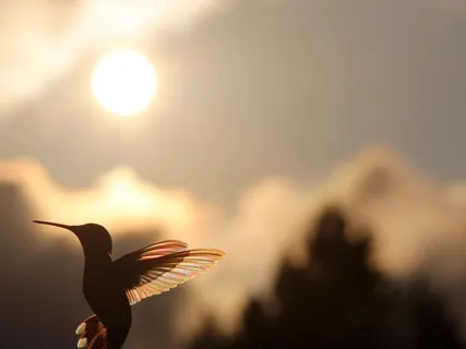 Mindfulness do Corpo