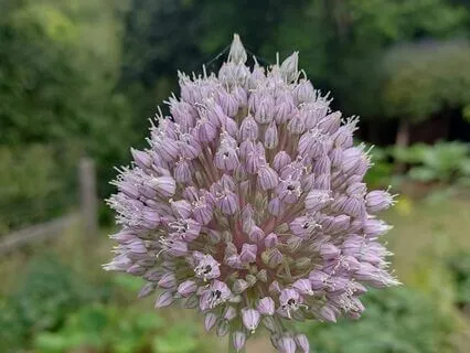 Atenção Plena - Flauta Indiana - Mindfulness AGORA