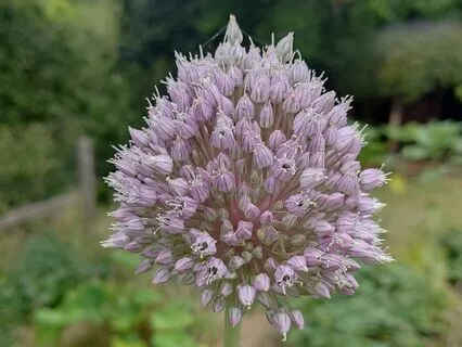 Atenção Plena - Música suave - Mindfulness AGORA