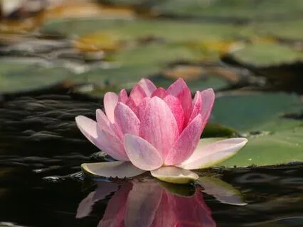 Atmospherelaxation (With Delta Waves And 432 Hz Tuning)