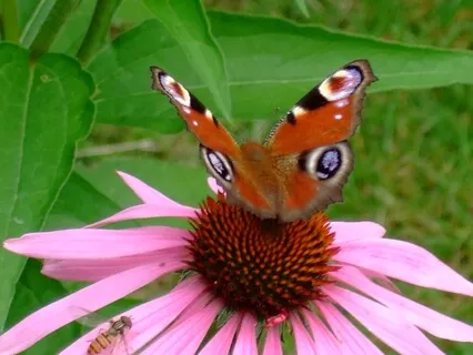 Att andas in medkänsla