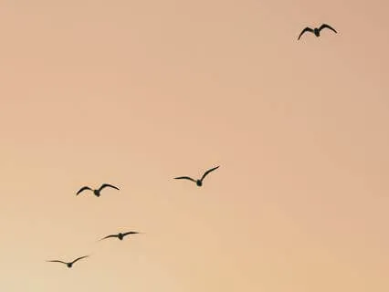 Attachment Panic SOS: Calming And Self-Soothing