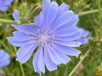 Attending To And Healing Of Emotions