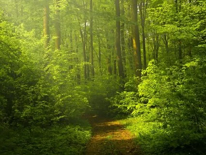 Attending To The Ear