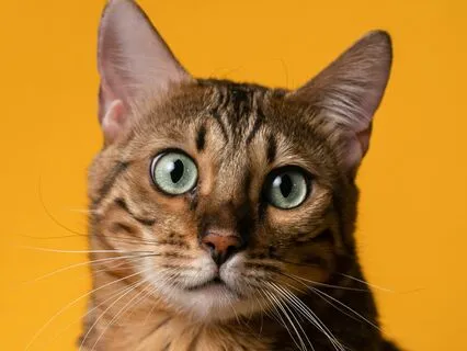 Attention Is Priceless. Know It And Train It