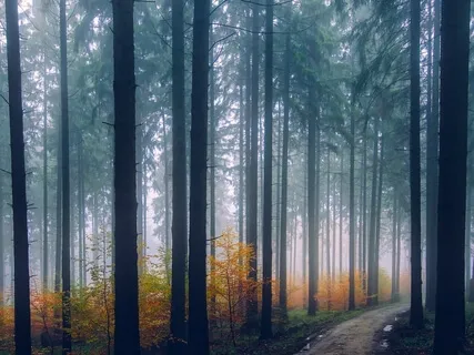 Attentional Regulation