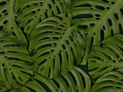 Attitude Of Gratitude 