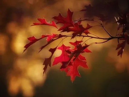 Attitude Of Gratitude 