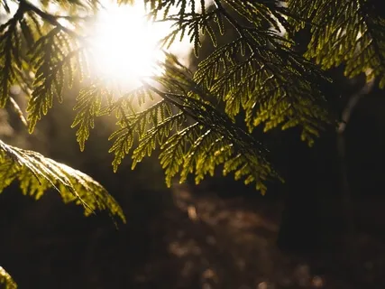 Cultivate The Attitude Of Gratitude