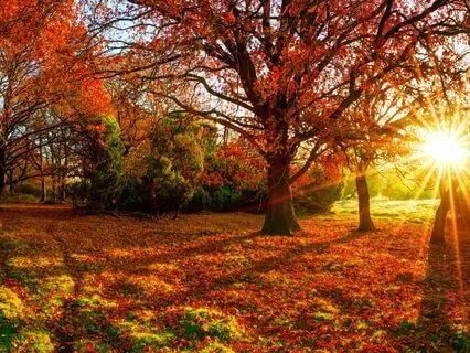 Attract Abundance! 396, 432, 528, 888 Hz Tuning Forks (Beta)