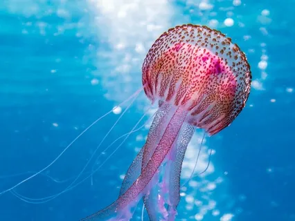 Attract Abundance And Everything Good To Your Life 432Hz