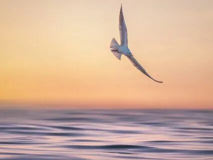 Attract Abundance In Your Sleep