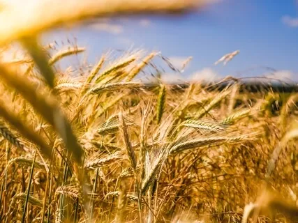 Attract Abundance Meditation 