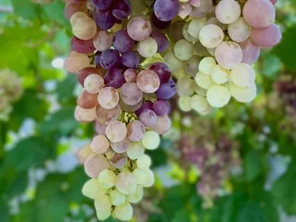 Attract Abundance Through Visualization