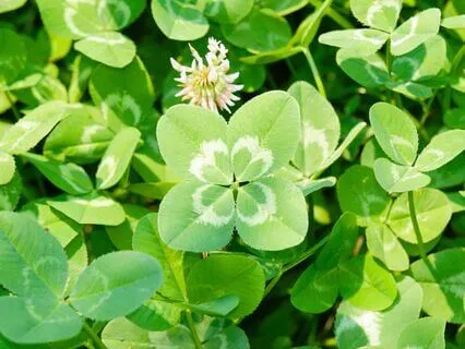 Attract Financial Abundance: 432 Hz Tuning Fork + 777 + 888