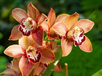 Attract Financial Abundance 777 + 888 Hz Tuning Forks