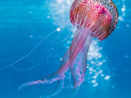 Attract Good Luck And Health 777Hz