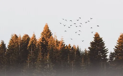 Attract Joy And Abundance (741Hz)