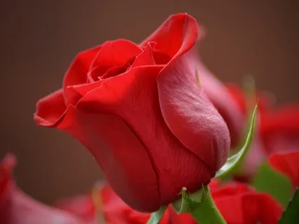 Attract Love Binaural (7Hz Theta)