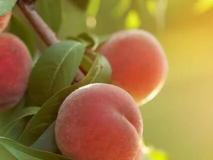 Attract Love | Manifest Deep Connections And Self-Love 7Hz