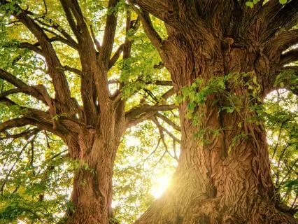 Attract Miracles | Powerful Law Of Attraction