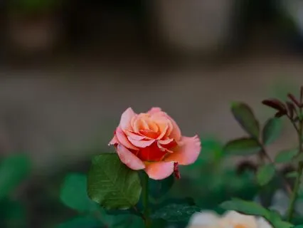 Attract What You Deserve – 888 Hz Energy Alignment